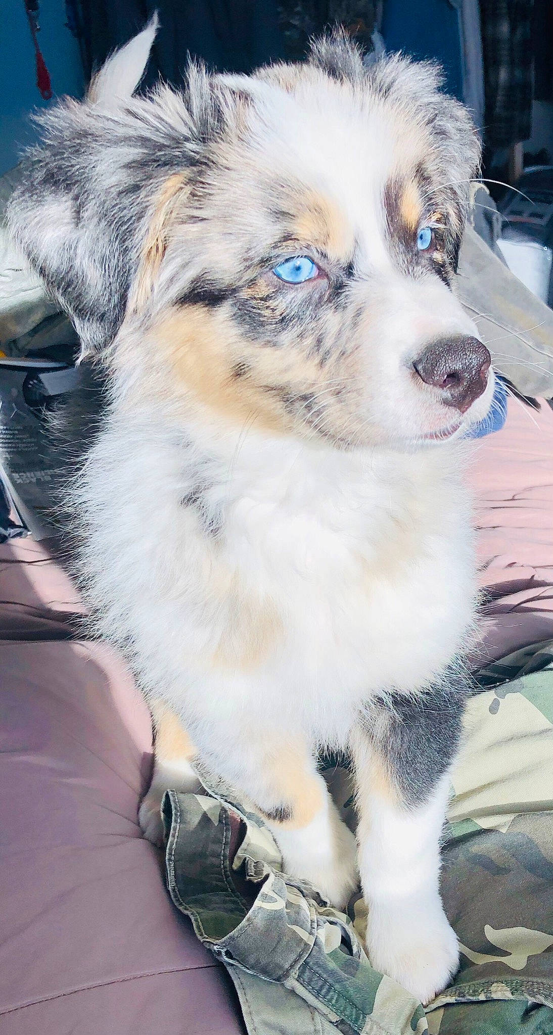 Enzo joined the competition — help win amazing prizes! canidae, carnivore, collar, companion_dog, dog, dog_breed, dog_collar, fur, iris, pet_supply, puppy, snout, sporting_group, vertebrate, whiskers, working_animal, working_dog