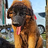 animal, brick, building, canine, car, cute, daylight, dog, flower, fur, greenery, happy, nature, outdoor, pet, puppy, sitting, sunny, tongue_out, young_dog