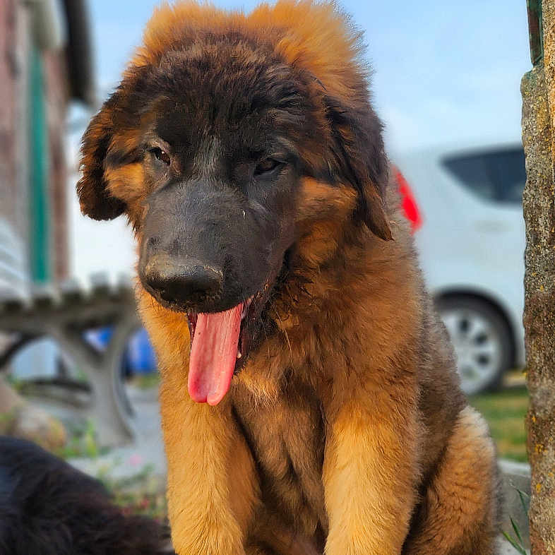 Björn a rejoint le concours — aidez-le/la à gagner de superbes lots ! animal, brick, building, canine, car, cute, daylight, dog, flower, fur, greenery, happy, nature, outdoor, pet, puppy, sitting, sunny, tongue_out, young_dog