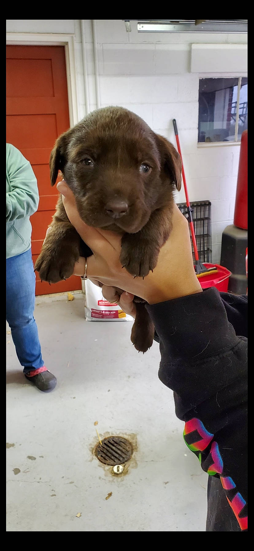 Oakley joined the competition — help win amazing prizes! ball, basket, canidae, carnivore, chair, collar, companion_dog, dog, dog_breed, dog_collar, fawn, fur, hat, liver, pointing_breed, snout, sporting_group, whiskers, working_animal