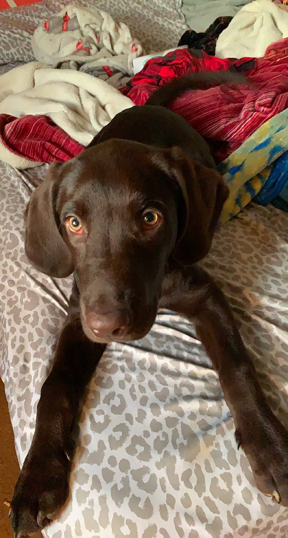Oakley joined the competition — help win amazing prizes! borador, canidae, carnivore, companion_dog, dog, dog_breed, eye, fawn, fur, german_shorthaired_pointer, gun_dog, hunting_dog, liver, snout, sporting_group, terrestrial_animal, whiskers, working_animal