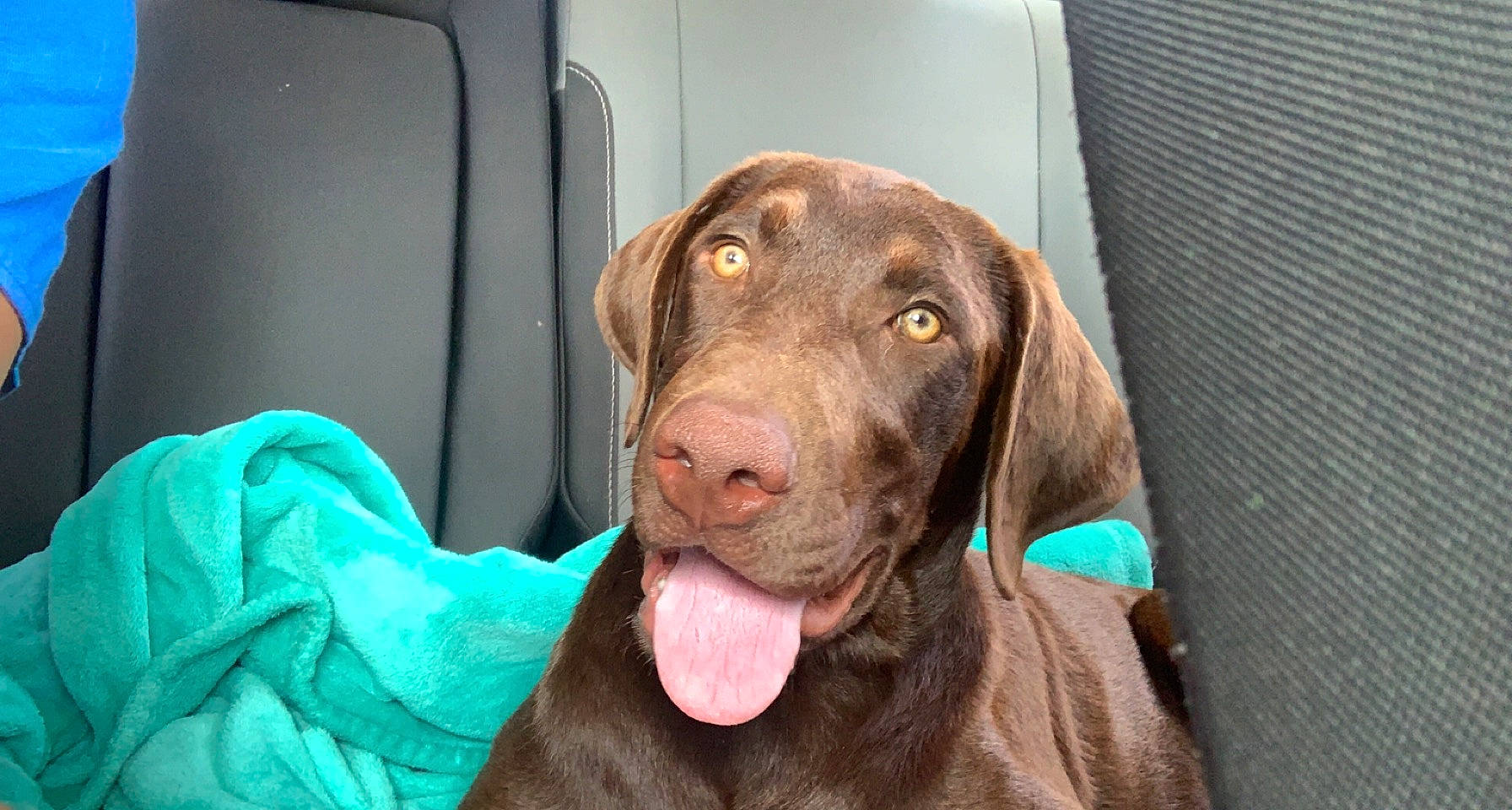 Koda joined the competition — help win amazing prizes! borador, canidae, carnivore, collar, companion_dog, dog, dog_breed, dog_collar, ear, fawn, fur, gun_dog, hunting_dog, liver, pet_supply, snout, sporting_group, whiskers, working_animal