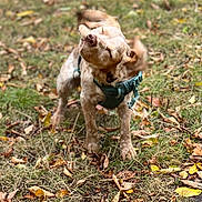Milo joined the competition — help win amazing prizes! animal, autumn, blur, canine, collar, daytime, dog, ears, fall, fur, grass, ground, happy, leaves, motion, nature, outdoor, pet, playful, shake