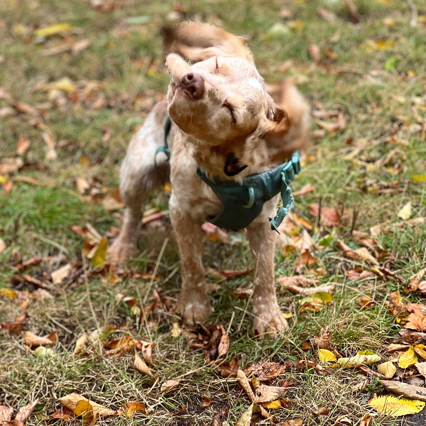 Milo joined the competition — help win amazing prizes! animal, autumn, blur, canine, collar, daytime, dog, ears, fall, fur, grass, ground, happy, leaves, motion, nature, outdoor, pet, playful, shake