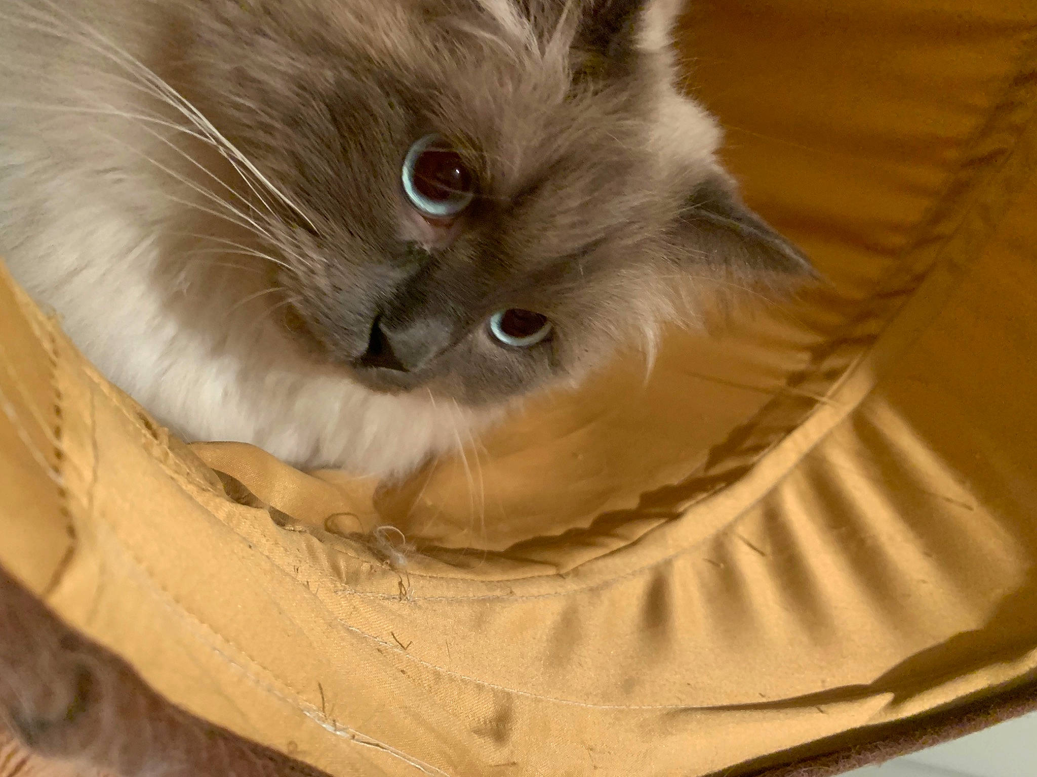 Tanjiro a rejoint le concours — aidez-le/la à gagner de superbes lots ! balinese, birman, box, carnivore, cat, fawn, felidae, fur, paw, ragdoll, siamese, small_to_medium_sized_cats, snout, thai, tonkinese, whiskers