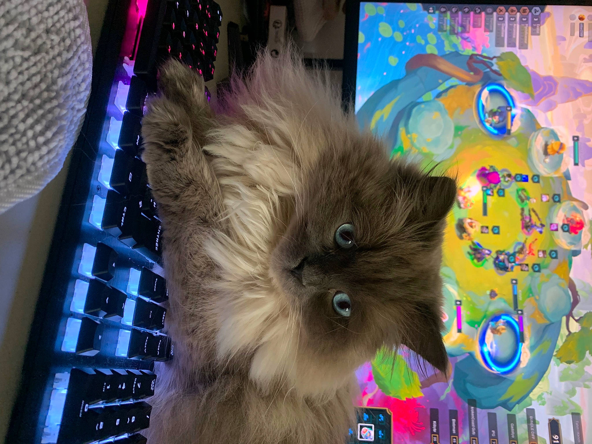 Tanjiro participe au concours pour gagner de l'argent avec cette photo : art, canidae, carnivore, cat, companion_dog, computer_keyboard, electric_blue, event, fawn, felidae, font, fur, paw, photo_caption, small_to_medium_sized_cats, snout, tail, toy_dog, visual_arts, whiskers