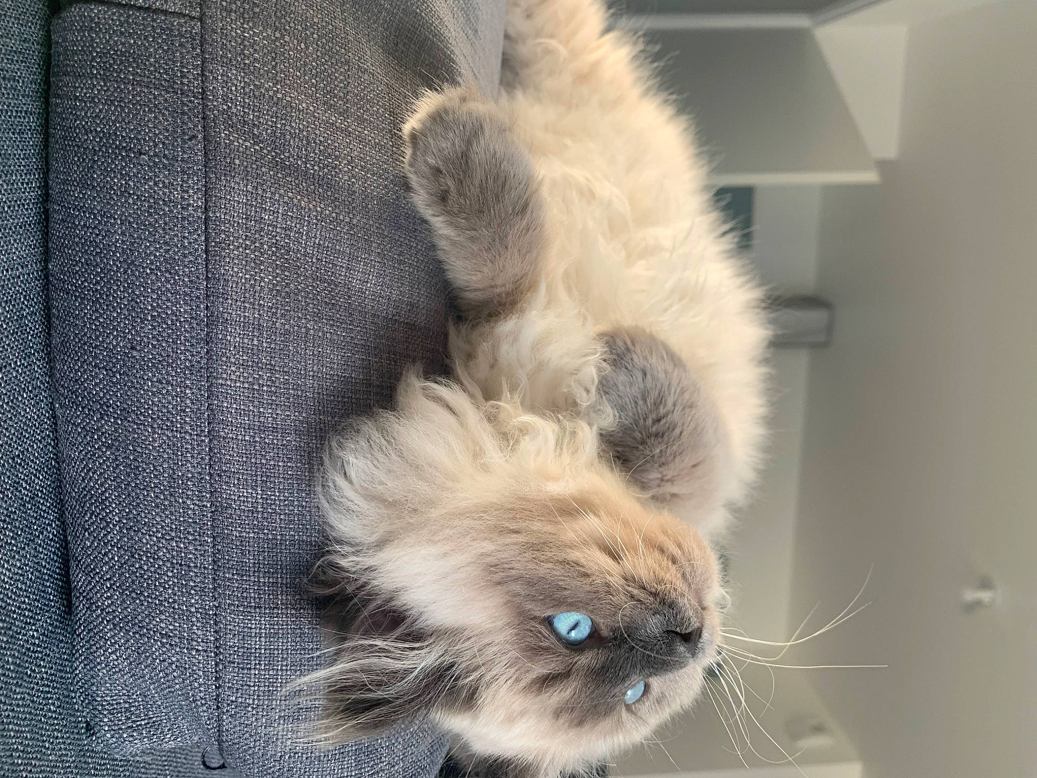 Tanjiro a rejoint le concours — aidez-le/la à gagner de superbes lots ! carnivore, cat, claw, comfort, companion_dog, dog_breed, fawn, felidae, flooring, fur, grey, paw, small_to_medium_sized_cats, snout, tail, terrestrial_animal, whiskers