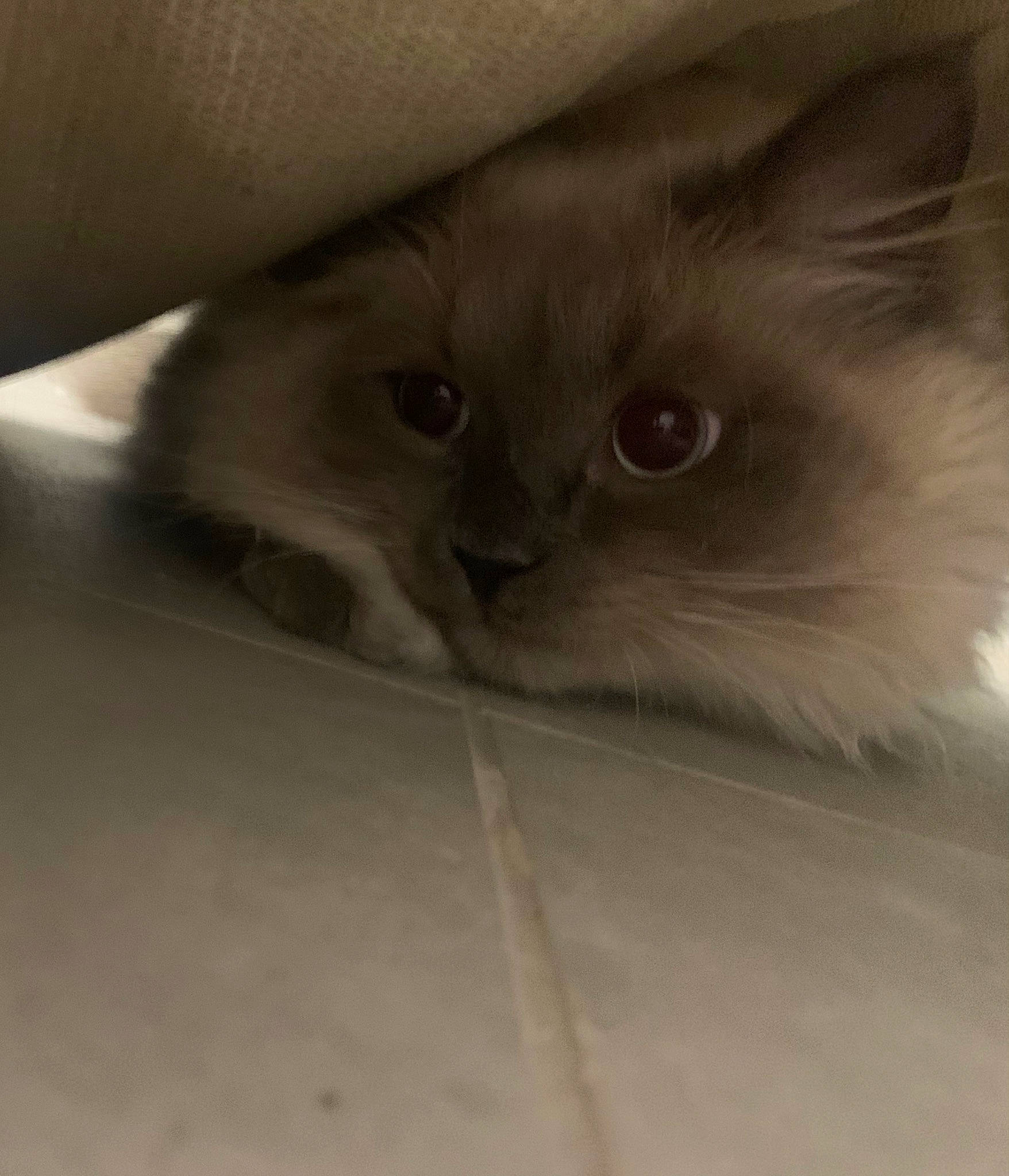 Tanjiro participe au concours pour gagner de l'argent avec cette photo : carnivore, cat, comfort, fawn, felidae, fur, small_to_medium_sized_cats, snout, terrestrial_animal, whiskers