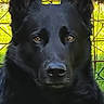 Ghost participe au concours pour gagner de l'argent avec cette photo : alert, animal, background, black_dog, canine, closeup, dog, ears, expression, face, fence, fur, grass, muzzle, nature, outdoor, pet, portrait, sunlight, watchful
