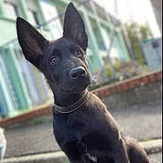 Ghost a rejoint le concours — aidez-le/la à gagner de superbes lots ! alert, animal, black_dog, blurred_background, brick_border, building, canine, collar, curious, daylight, dog, ears, fur, green, muzzle, outdoor, pet, side_view, sitting, white