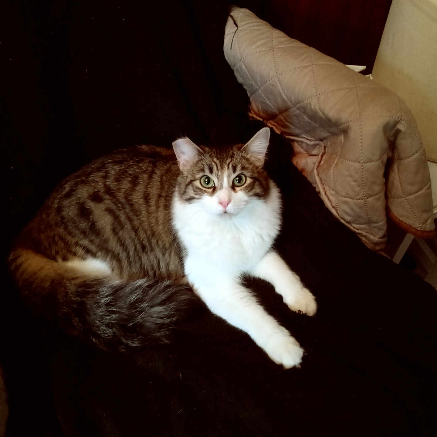 Gracie
