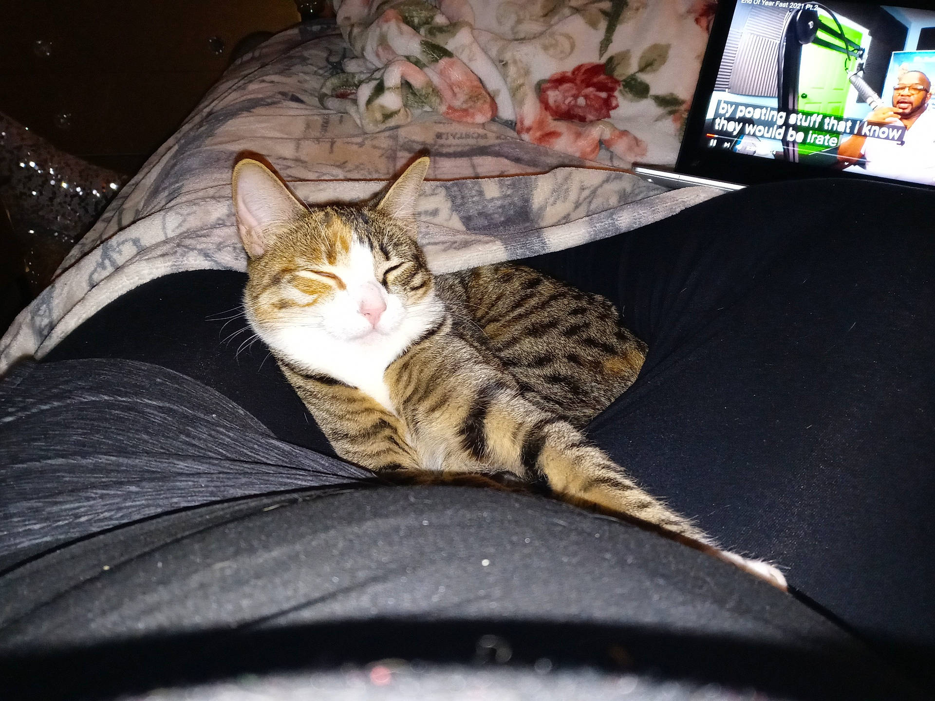 Angel joined the competition — help win amazing prizes! accessories, adult, animal, cat, computerhardware, couch, cushion, electronics, face, furniture, glasses, hardware, homedecor, male, man, monitor, person, pet, screen, tv