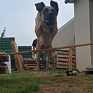 Volt a rejoint le concours — aidez-le/la à gagner de superbes lots ! dog, jumping, backyard, person, grass, wooden_fence, wooden_pallets, house, outdoor, pet, animal, leap, exercise, daytime, sky, fence, toy, garden, training, active