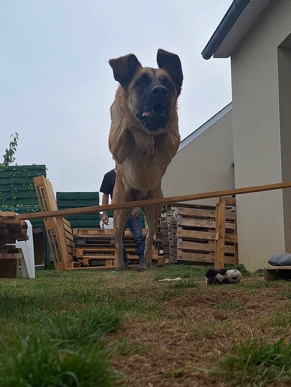 Volt a rejoint le concours — aidez-le/la à gagner de superbes lots ! dog, jumping, backyard, person, grass, wooden_fence, wooden_pallets, house, outdoor, pet, animal, leap, exercise, daytime, sky, fence, toy, garden, training, active