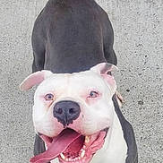 Monster joined the competition — help win amazing prizes! dog, pitbull, pet, tongue_out, happy, smiling, close_up, portrait, pavement, concrete, brick_wall, tail, paw, eyes, nose, teeth, playful, outdoor, collar, looking_up