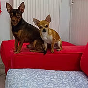 Texas Et Rio a rejoint le concours — aidez-le/la à gagner de superbes lots ! animal, architecture, building, canine, chihuahua, couch, cushion, dog, furniture, homedecor, hound, husky, indoors, interiordesign, livingroom, pet, puppy, room, shelf, wood