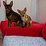 animal, architecture, building, canine, chihuahua, couch, cushion, dog, furniture, homedecor, hound, husky, indoors, interiordesign, livingroom, pet, puppy, room, shelf, wood