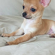 Rio a rejoint le concours — aidez-le/la à gagner de superbes lots ! chihuahua, puppy, dog, pet, small_dog, tan, ears, bed, white_bedspread, lying_down, cute, animal, domestic_animal, young, fur, whiskers, snout, indoors, resting, curious