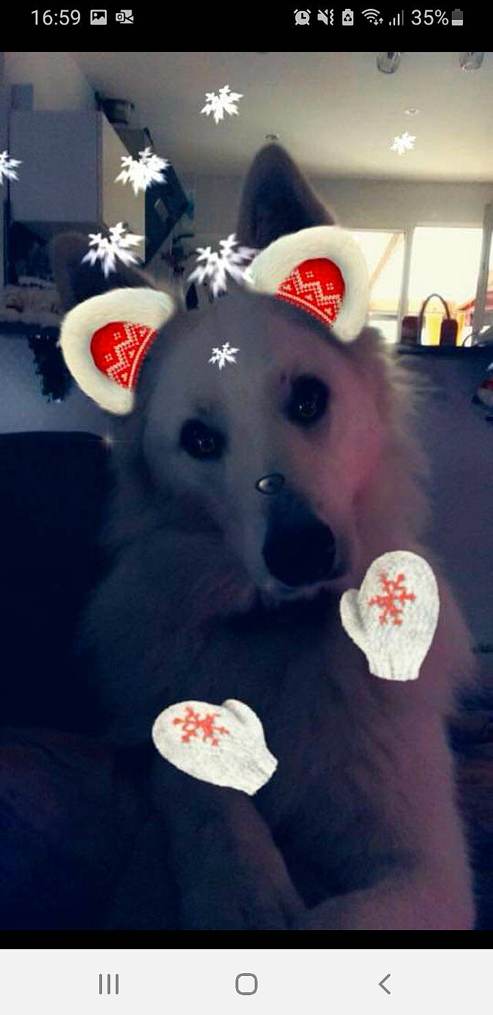 Blanca a rejoint le concours — aidez-le/la à gagner de superbes lots ! cap, carnivore, companion_dog, dog, dog_breed, ear, event, fawn, flooring, fun, happy, party_hat, party_supply, plush, snout, stuffed_toy, toy, whiskers, white, working_animal