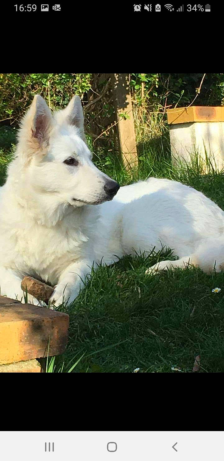 Blanca participe au concours pour gagner de l'argent avec cette photo : ancient_dog_breeds, art, canidae, carnivore, companion_dog, dog, dog_breed, fang, fur, giant_dog_breed, grass, non_sporting_group, plant, snout, sporting_group, tail, terrestrial_animal, wildlife, working_animal, working_dog