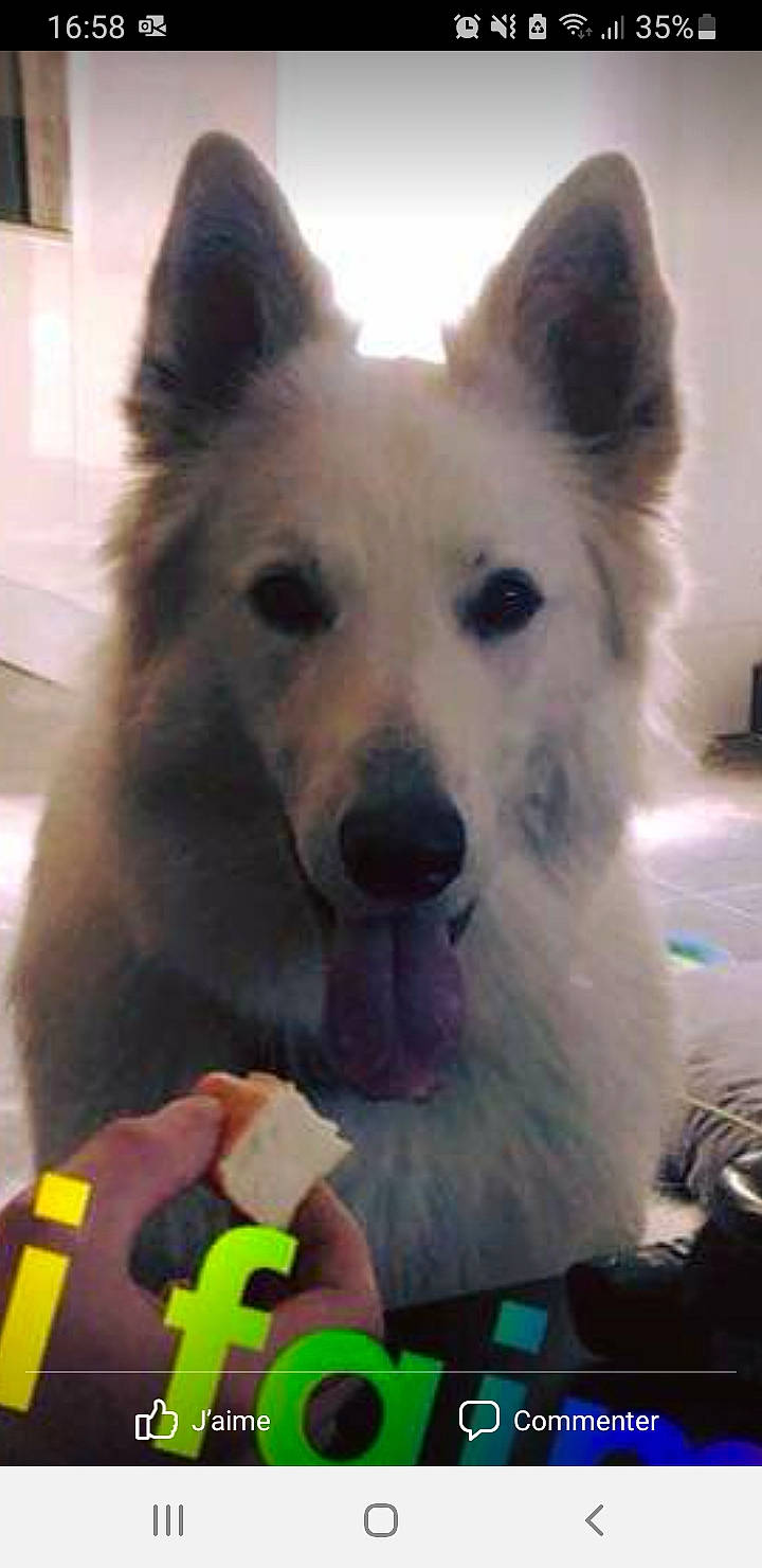 Blanca participe au concours pour gagner de l'argent avec cette photo : canidae, canis, carnivore, companion_dog, dog, dog_breed, fawn, fur, gesture, glove, happy, herding_dog, jaw, selfie, snapshot, snout, spitz, sporting_group, whiskers, working_animal