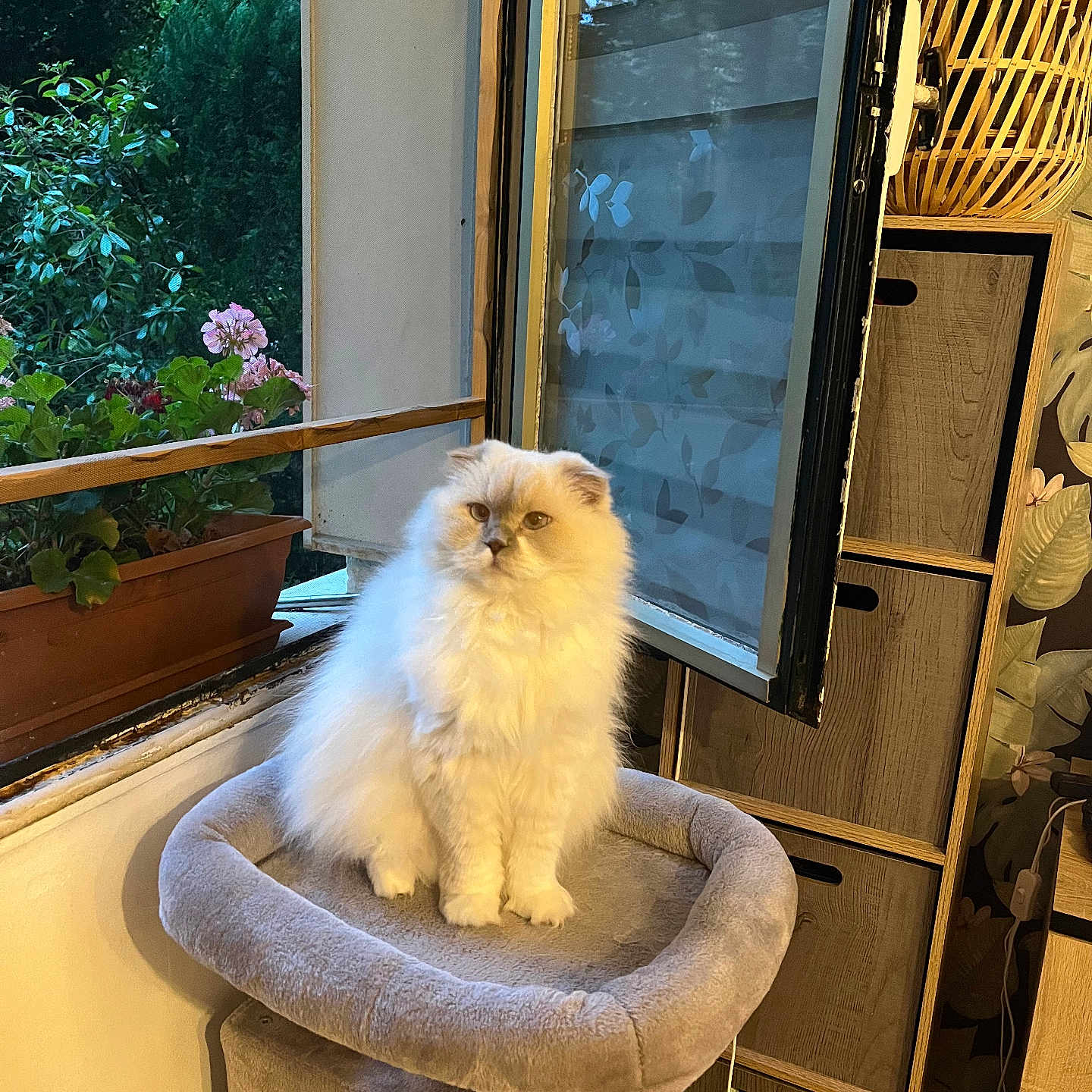 Olympe participe au concours pour gagner de l'argent avec cette photo : angora, animal, architecture, balcony, building, canine, cat, dog, flower, flowerarrangement, furniture, herbal, indoors, interiordesign, kitten, pet, plant, window, windowsill, wood