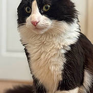Sylvester is registered to the contest to win money with this photo: cat, black_and_white, fluffy_fur, indoor, pet, animal, whiskers, green_eyes, sitting, closeup, soft_fur, alert, domestic_cat, feline, cute, portrait, fur_texture, nose, tail, background_blur