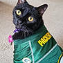 black_cat, cat, pet, green_bay_packers, jersey, yellow_eyes, indoor, carpet, furniture, chair, toy, collar, tag, looking_back, curious, domestic_animal, mammal, home, sportswear, animal_portrait