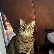 Tyson is registered to the contest to win money with this photo: alert, cat, close_up, couch, curious, ears, furniture, home, indoor, living_room, pet, portrait, shelf, shoe, sitting, striped_fur, tabby_cat, whiskers, wide_eyes, wooden_floor