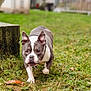 dog, animal, grass, outdoor, pet, canine, nature, walking, gray_and_white, ears, snout, collar, ground, leaf, concrete, moss, fence, background_blur, daylight, closeup