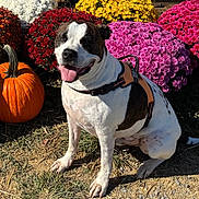 Reggie joined the competition — help win amazing prizes! dog, happy, outdoor, flower, pumpkin, grass, sunlight, nature, pet, sitting, colorful, autumn, mammal, plant, garden, smile, harness, fall, tongue, closeup