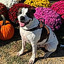 dog, happy, outdoor, flower, pumpkin, grass, sunlight, nature, pet, sitting, colorful, autumn, mammal, plant, garden, smile, harness, fall, tongue, closeup