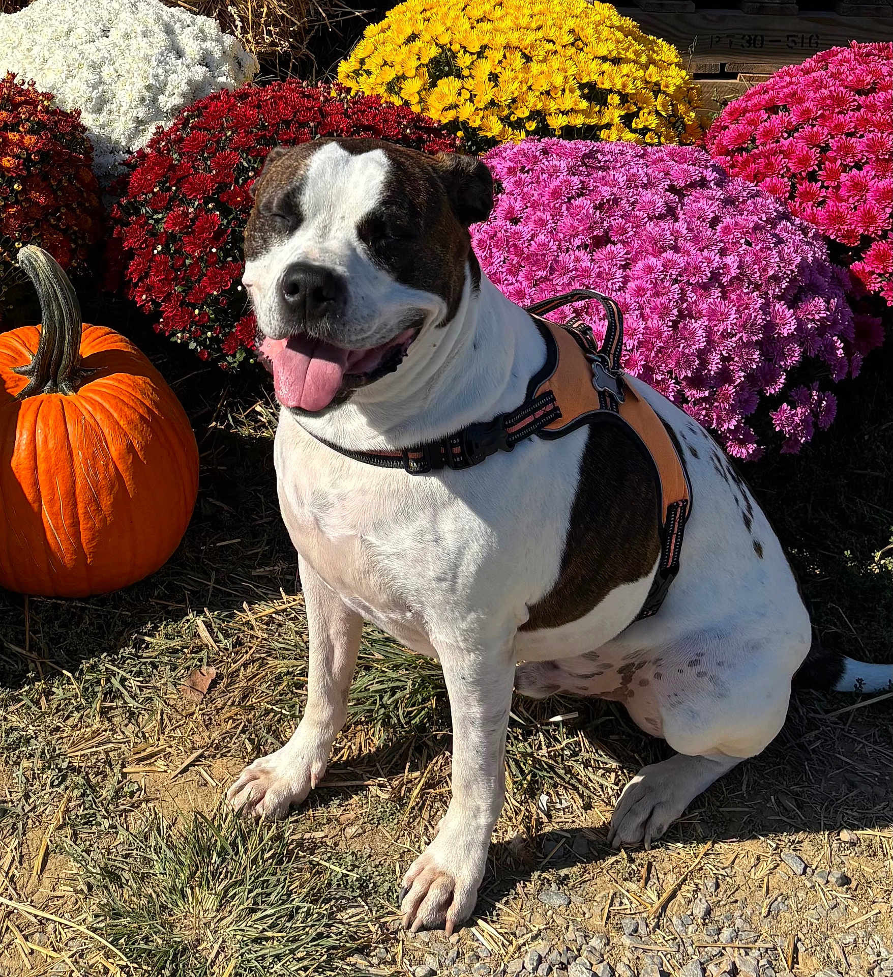 Reggie joined the competition — help win amazing prizes! dog, happy, outdoor, flower, pumpkin, grass, sunlight, nature, pet, sitting, colorful, autumn, mammal, plant, garden, smile, harness, fall, tongue, closeup