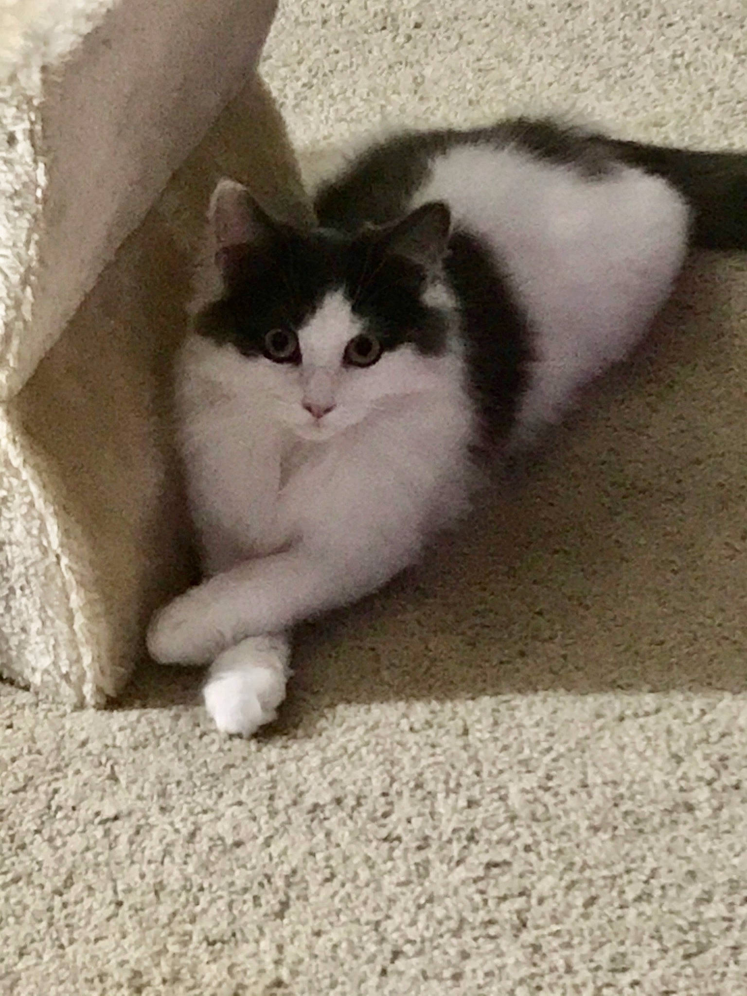 Gradie is registered to the contest to win money with this photo: carnivore, cat, comfort, concrete, domestic_short_haired_cat, felidae, flooring, foot, fur, grey, paw, road_surface, sitting, small_to_medium_sized_cats, tail, terrestrial_animal, whiskers