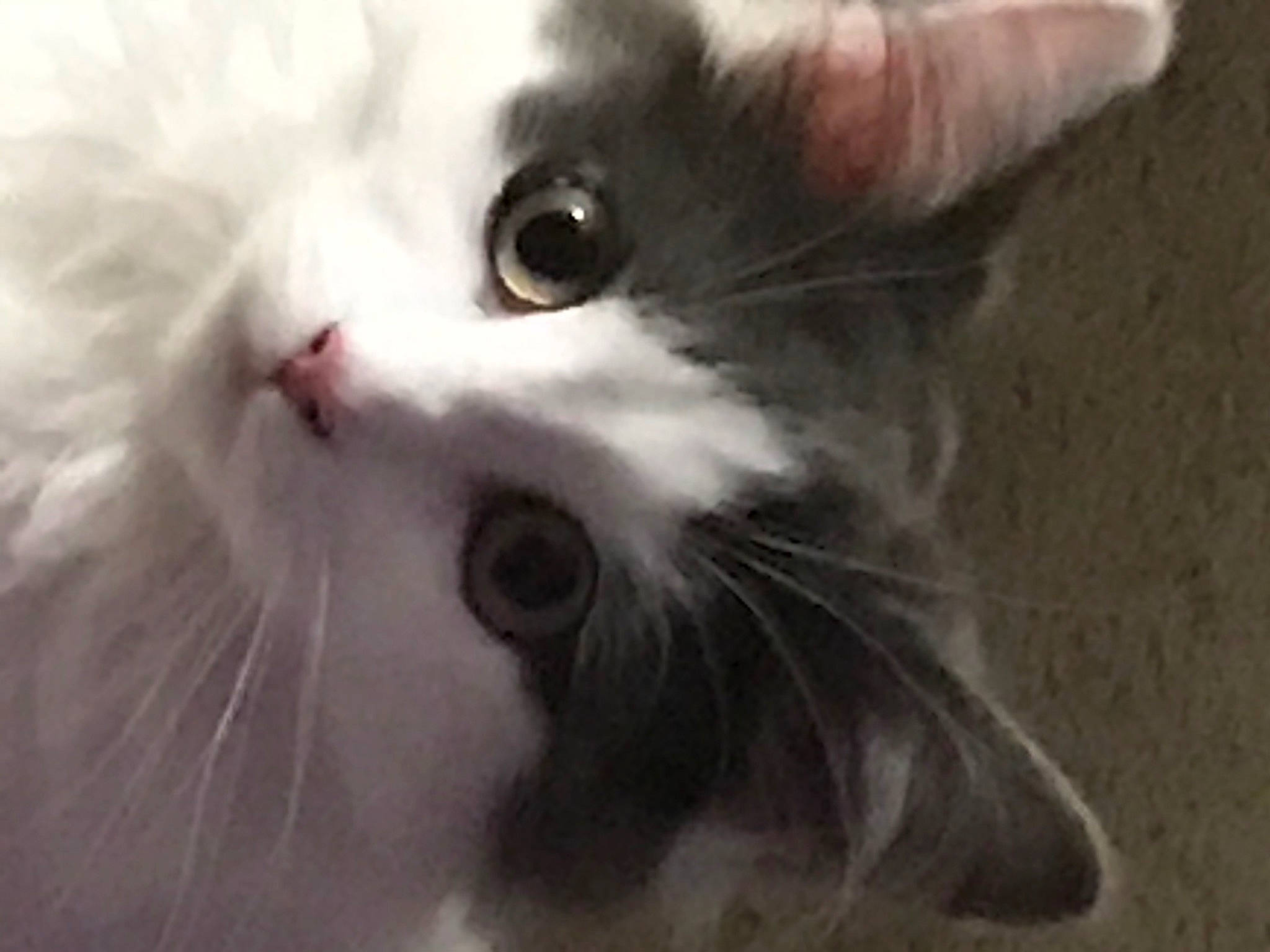 Gradie is registered to the contest to win money with this photo: carnivore, cat, claw, domestic_short_haired_cat, ear, eye, felidae, fur, paw, plant, small_to_medium_sized_cats, snout, terrestrial_animal, whiskers