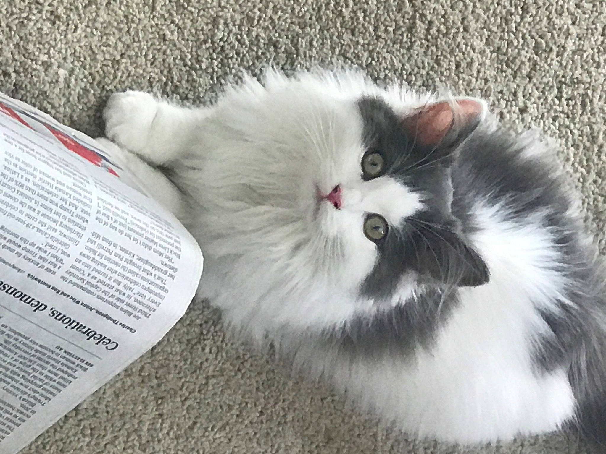 Gradie joined the competition — help win amazing prizes! art, carnivore, cat, claw, comfort, domestic_short_haired_cat, felidae, fur, paw, publication, small_to_medium_sized_cats, snout, tail, terrestrial_animal, whiskers