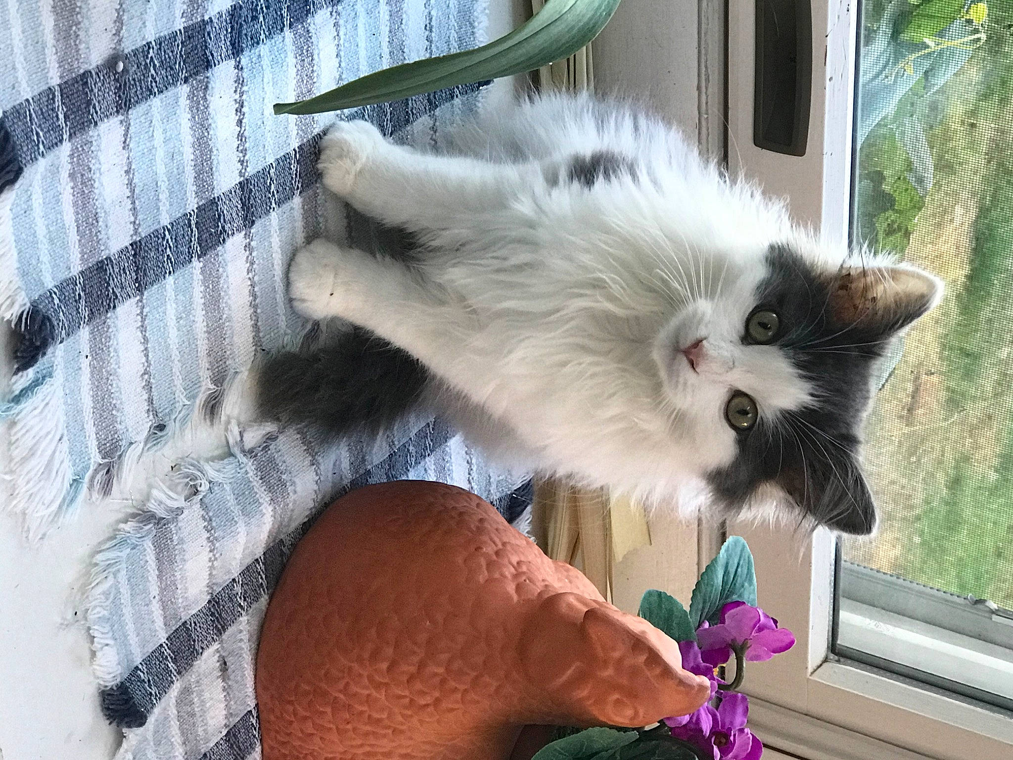 Gradie is registered to the contest to win money with this photo: balinese, carnivore, cat, claw, companion_dog, domestic_short_haired_cat, fawn, felidae, fur, gesture, paw, plant, small_to_medium_sized_cats, snout, tail, thai, tree, whiskers, window, wrist