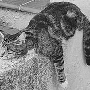 Ronron participe au concours pour gagner de l'argent avec cette photo : animal, cat, closeup, fur, lazy, mammal, monochrome, nature, outdoor, paw, pet, quiet, relaxed, resting, sleeping, stone, tabby, texture, wall, whiskers