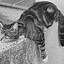 animal, cat, closeup, fur, lazy, mammal, monochrome, nature, outdoor, paw, pet, quiet, relaxed, resting, sleeping, stone, tabby, texture, wall, whiskers