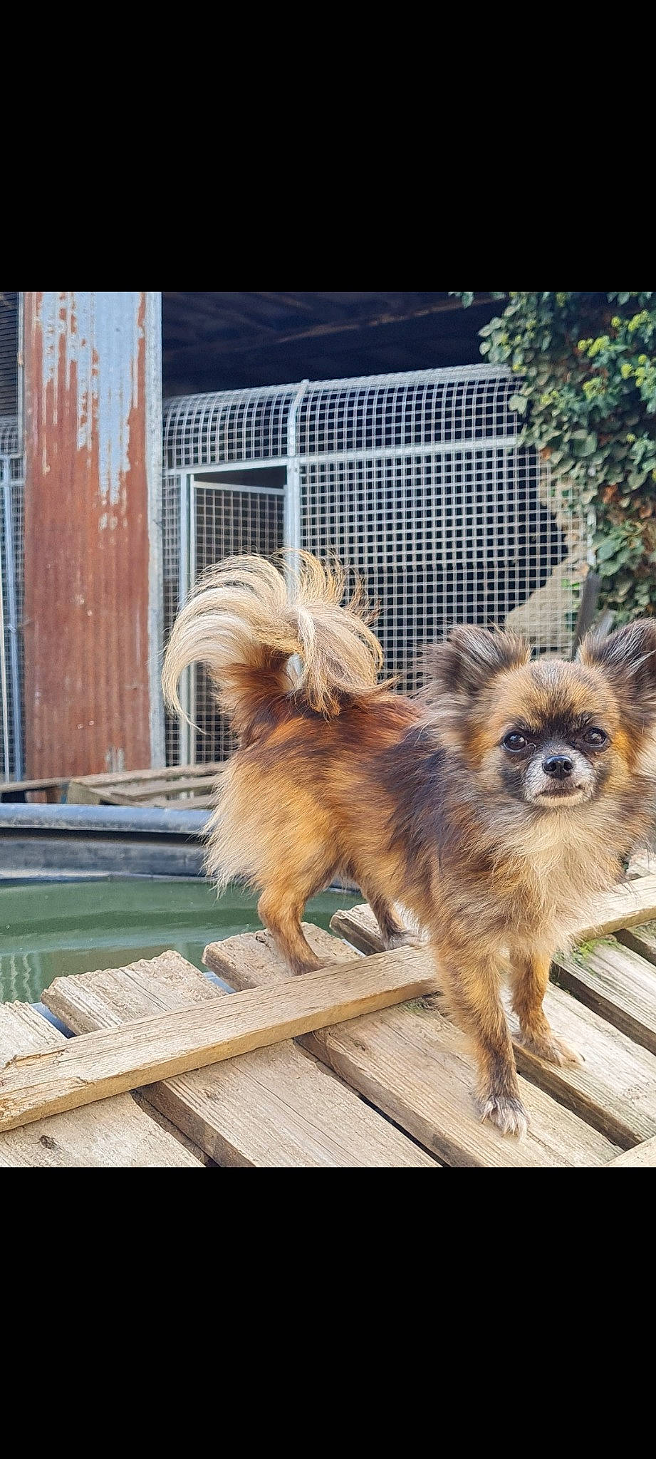 Skoll a rejoint le concours — aidez-le/la à gagner de superbes lots ! ancient_dog_breeds, canidae, carnivore, companion_dog, dog, dog_breed, fawn, fur, liver, non_sporting_group, snout, sporting_group, tail, terrestrial_animal, toy_dog, wildlife, wood, working_animal