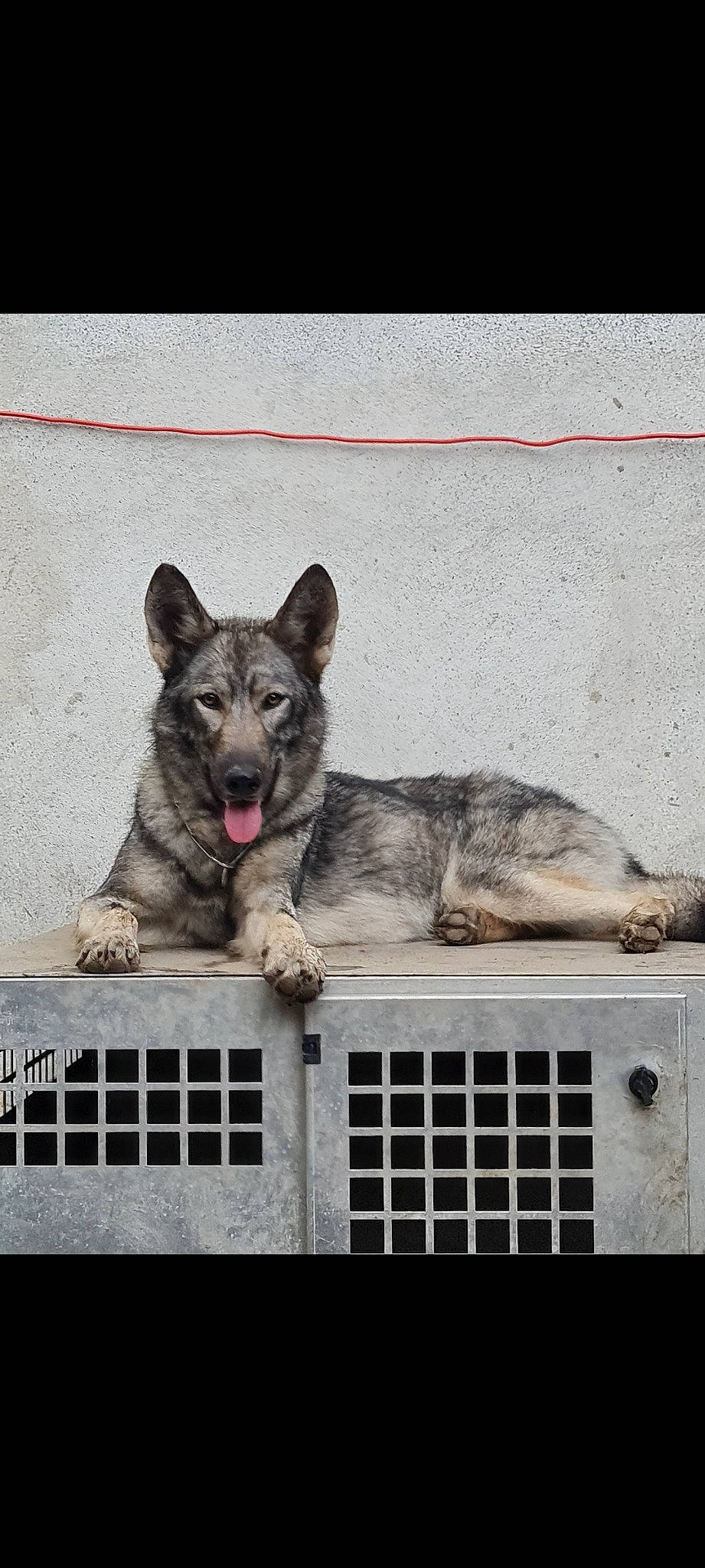 Skoll a rejoint le concours — aidez-le/la à gagner de superbes lots ! canidae, canis, carnivore, dog, dog_breed, fur, grey, paw, snout, sporting_group, terrestrial_animal, working_dog