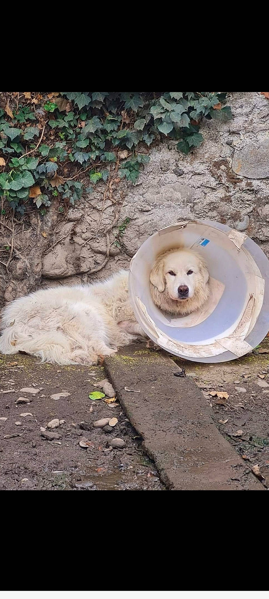 Skoll participe au concours pour gagner de l'argent avec cette photo : asphalt, ball, canidae, carnivore, companion_dog, dog, dog_breed, dog_supply, fawn, grass, pet_supply, plant, retriever, road_surface, snout, soil, sporting_group, tree, wood, working_animal