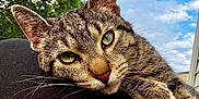 Marcy joined the competition — help win amazing prizes! animal, cat, close_up, clouds, cute, daylight, fur, green_eyes, mammal, nature, outdoor, peaceful, pet, portrait, relaxed, resting, sky, tabby_cat, tree, whiskers
