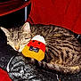 cat, tabby, sleeping, plush_toy, candy_corn, halloween, blanket, red, black, fur, cozy, pet, animal, indoor, resting, cute, soft, curled_up, comfort, nap