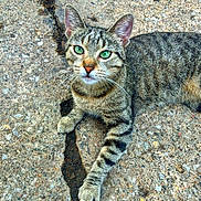 Marcy is registered to the contest to win money with this photo: cat, tabby, green_eyes, paw, concrete, crack, outdoor, animal, feline, curious, whiskers, fur, striped, resting, ground, pet, closeup, nature, cute, alert