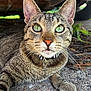 animal, cat, close_up, collar, concrete, cross_pendant, curious, domestic_cat, feline, focused, fur, green_eyes, lying_down, nature, outdoor, pet, portrait, tabby, vehicle_undercarriage, whiskers