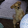 puppy, dog, standing, indoor, curious, flash, glowing_eyes, fur, brown, small_dog, floor, sheet, pattern, blue, front_legs, ears, tail, looking, pet, animal