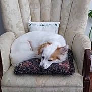 Bear joined the competition — help win amazing prizes! dog, white_dog, brown_patches, pillow, armchair, vintage_furniture, floral_pattern, indoor, resting, curled_up, pet, wooden_armrest, houseplant, cozy, relaxed, home_interior, furniture, decor, sleeping, calm