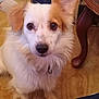 Bear is registered to the contest to win money with this photo: dog, white, tan, fluffy, indoor, wooden_floor, table_leg, pet, animal, sitting, curious, closeup, fur, ears, collar, cute, companion, domestic, portrait, looking