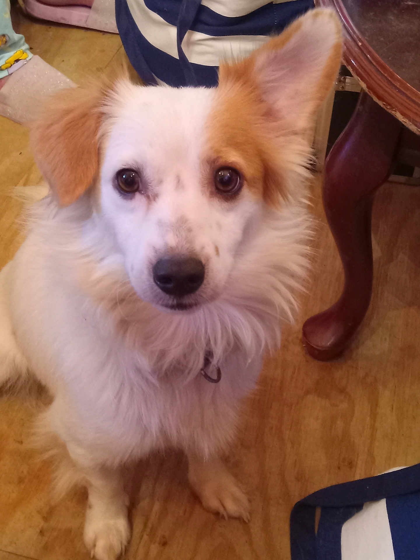 Bear is registered to the contest to win money with this photo: dog, white, tan, fluffy, indoor, wooden_floor, table_leg, pet, animal, sitting, curious, closeup, fur, ears, collar, cute, companion, domestic, portrait, looking